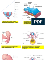 Embriología aparato reproductor femenino..pptx