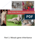 263309923-Sugar-Glider-Mosaic-Longitudinal-Study.pdf