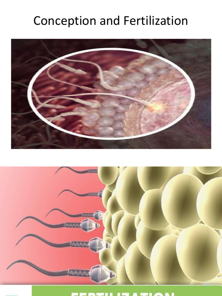 Fertilization and Gametogenesis Explained | PDF | Fertilisation ...
