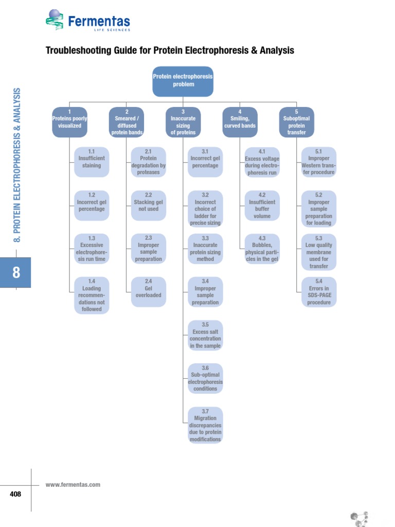 8 Protein Troubleshooting PDF Gel Electrophoresis Western Blot