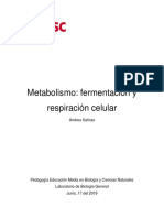 Informe - Metabolismo. Respiración Celular y Fermentación