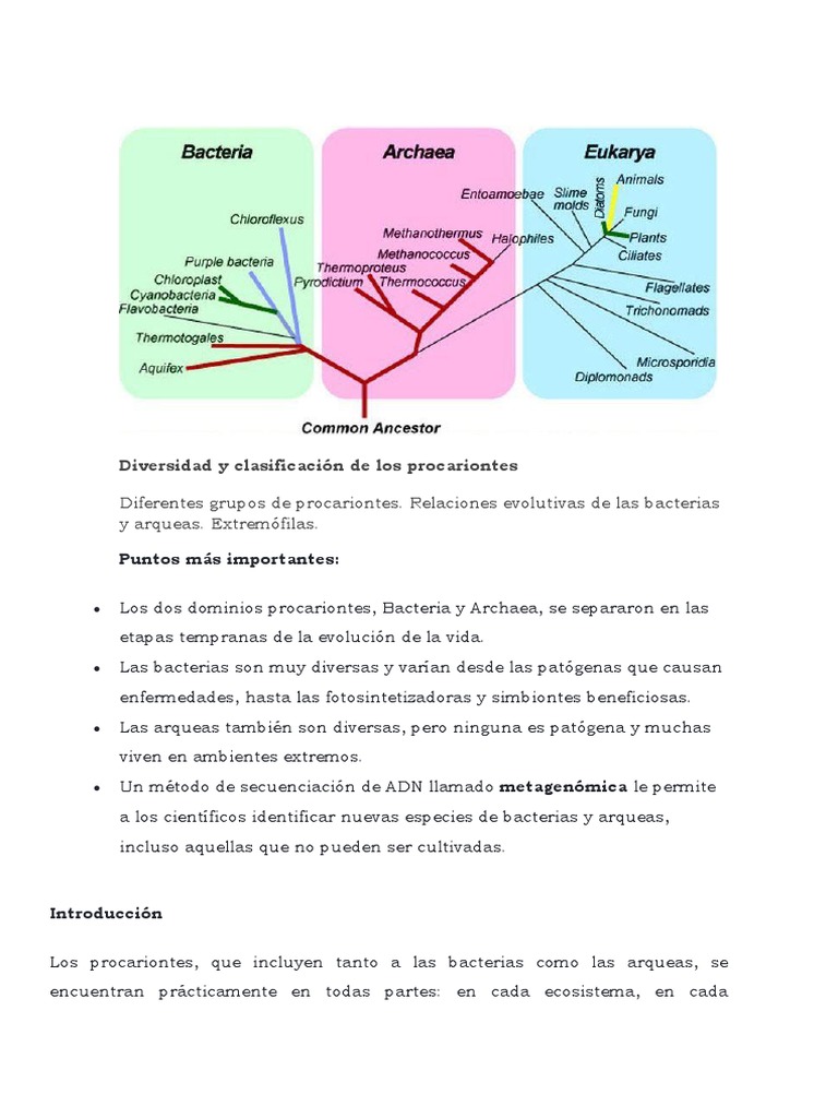 Diversidad y Clasificación de Los Procariotas y Archaeas | PDF ...