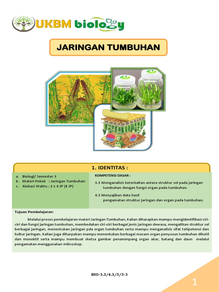 Sketsa Gambar Sel  Tumbuhan Rahman Gambar