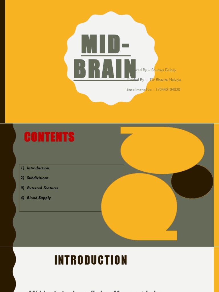 Midbrain Anatomy Overview | PDF | Art
