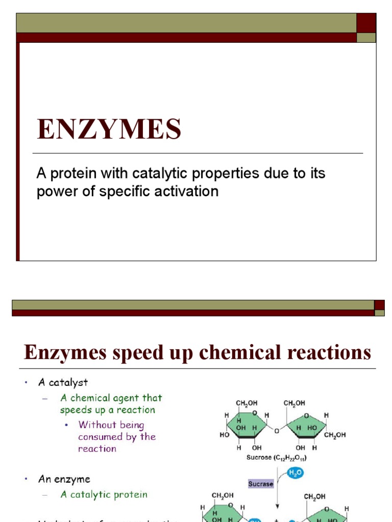 Lecture 9 Enzymes Enzyme