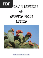 Download Opuntia Ficus Indica by jpetinarakis SN41679756 doc pdf