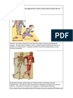 El Aparato Locomotor