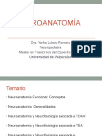 Clase Neuroanatomia Diplomado