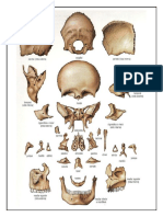 Partes Del Craneo