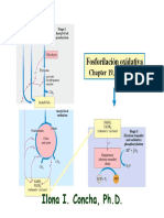 Fosforilacion Oxidativa