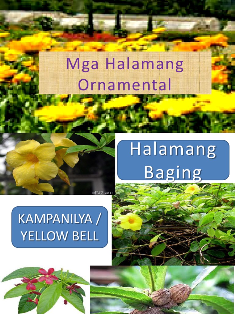 Halamang Ornamental