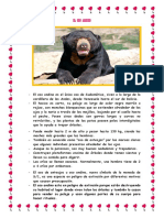 El Oso Andino