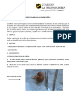 práctica de disección de riñón.pdf
