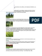 Diferentes Tipos de Plantas