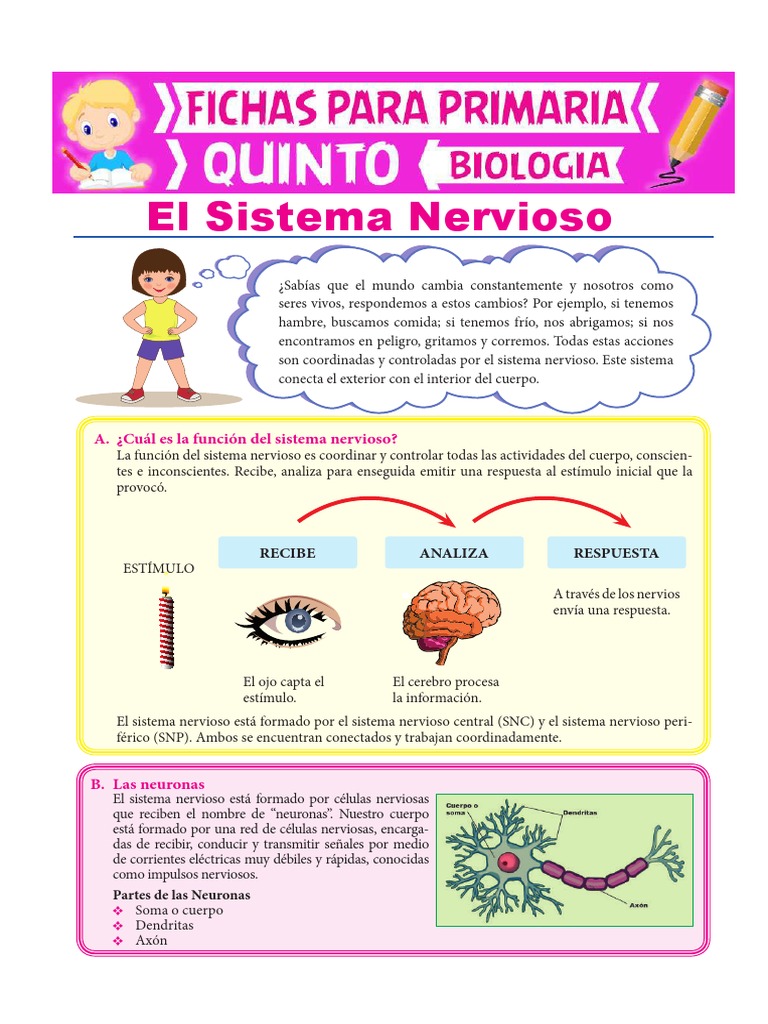 Sistema Nervioso Para Quinto de Primaria Sistema nervioso Sistema