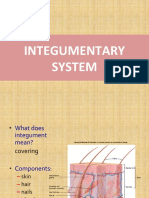 Integumentary System PDF