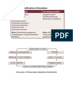 Life Cycle of Entamoeba Histolytica (Schematic)