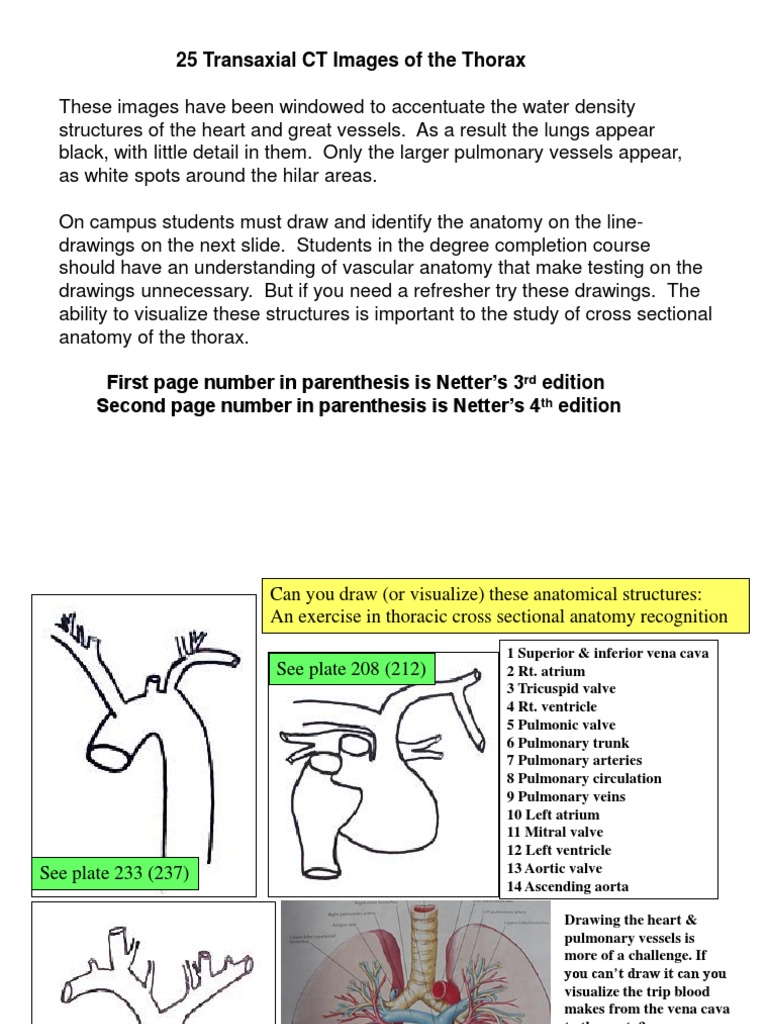 CT Thorax Anatomy Overview | PDF | Heart Valve | Aorta