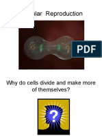 Cellular Reproduction