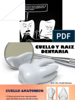 Cuello y Raiz Dentaria