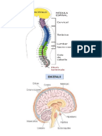 Encéfalo y Medula Espinal Gráfica