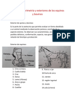 Zoometría Barimetría y Exteriores de Los Equinos y Bovinos