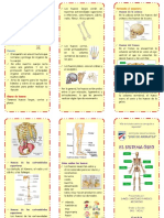 TRÍPTICO El Sistema Óseo 