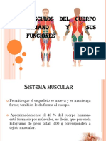 Músculos Del Cuerpo Humano y Sus Funciones