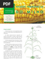 Estados Fenológicos do Milho