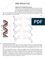 DNA Structure and Replication