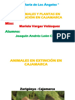 Especies en peligro de Cajamarca