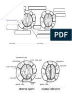 (A) STOMA - (B) STOMA