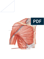 Laminas de Los Musculos Del Torax