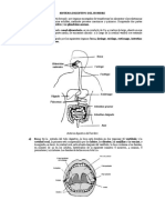 Sistema Digestivo Del Hombre