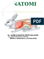 Anatomia Del Conejo PDF