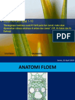 Kuliah 7 - Anatomi Floem
