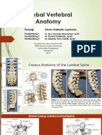 Lumbal Vertebral Anatomy-1