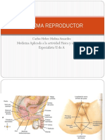 Sistema Reproductor PDF