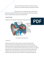 Struktur dan Fungsi Telinga