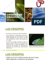 CRIANZA DE CRISOPAS - EXPO