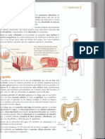 Cómo funciona la absorción de nutrientes en el intestino delgado