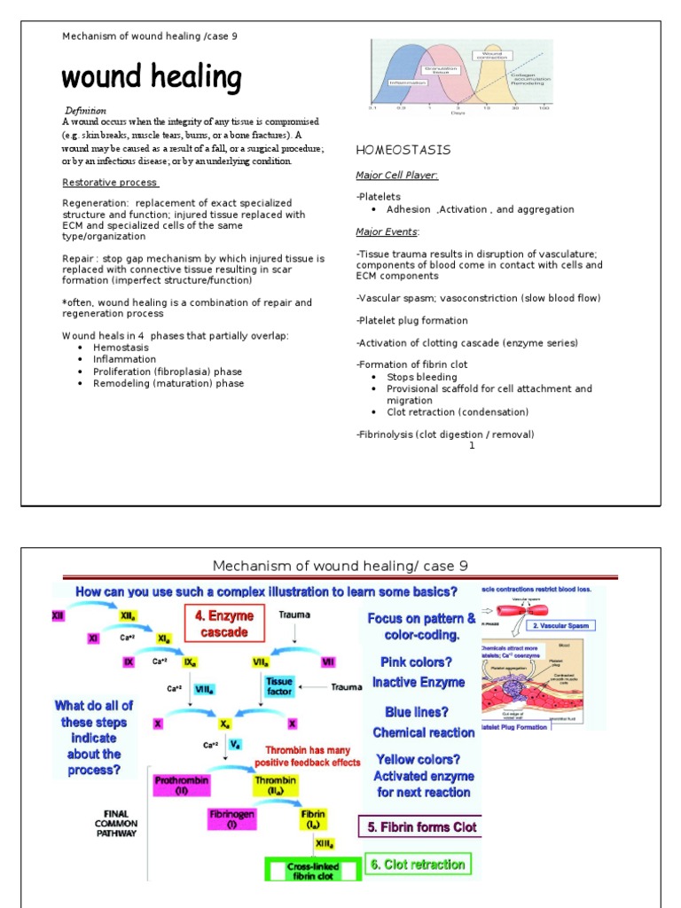 Wound Healing Pdf Extracellular Matrix Wound Healing