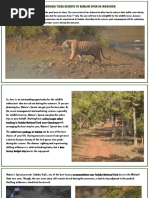 Tadoba Tiger Safari , Tadoba Full day safari booking @7719806444