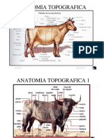 363133532-anatomia-de-bovino-pdf-convertido.docx