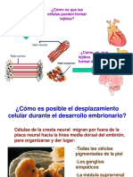 ¿Cómo Es Que Las Células Pueden Formar Tejidos?: Tejido Sanguíneo