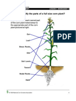 Can You Identify The Parts of A Full Size Corn Plant?