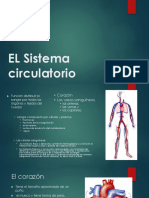 EL Sistema Circulatorio