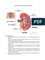 Penampang Ginjal Dan Keterangan