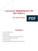 Colonial Morphology of Bacteria 2