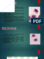 Anafase y Telofase